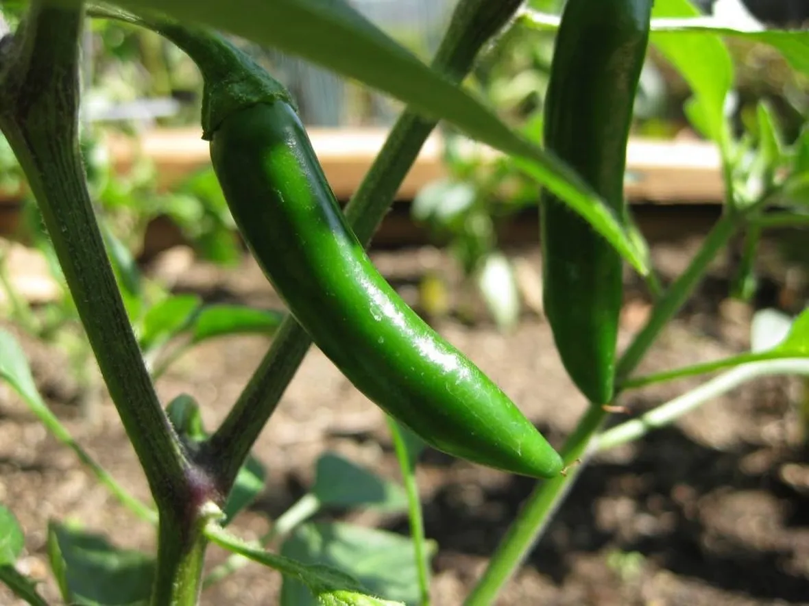 Peperoncino del Serrano in maturazione