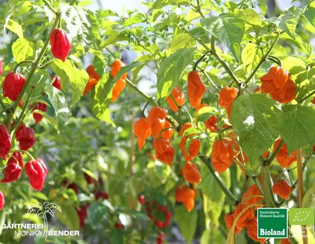 Habenero red ed orange