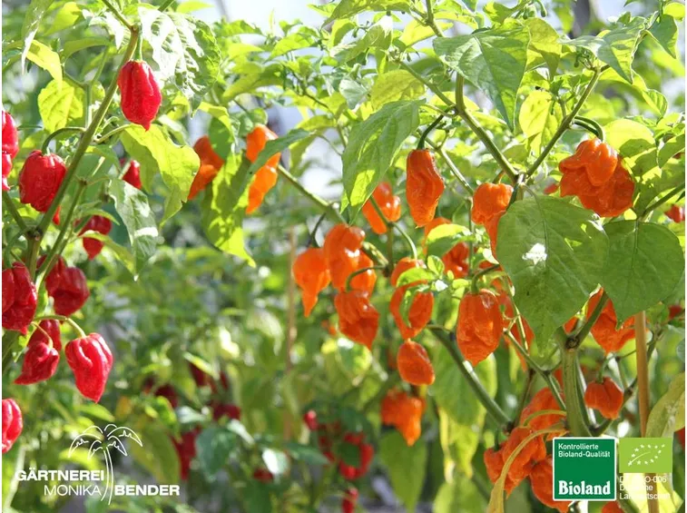 Habenero red ed orange
