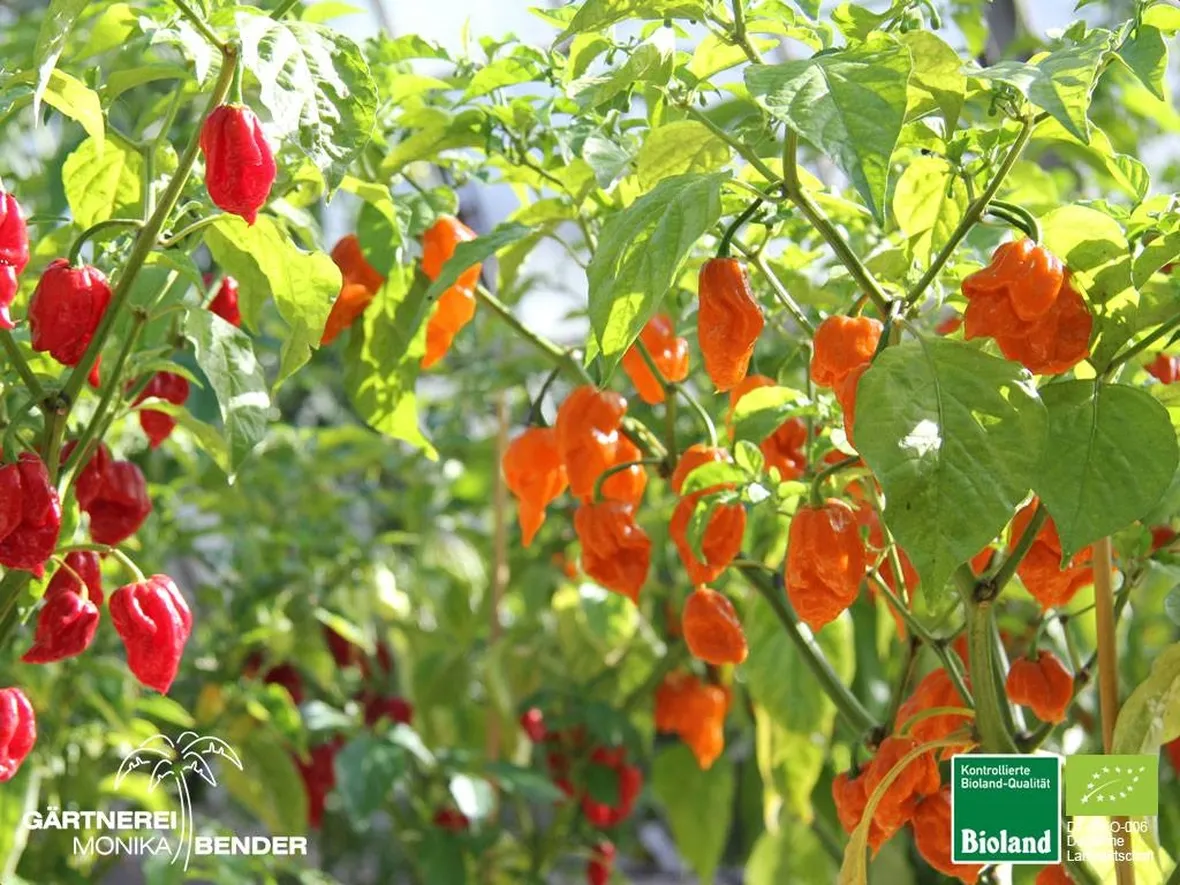 Habenero red ed orange