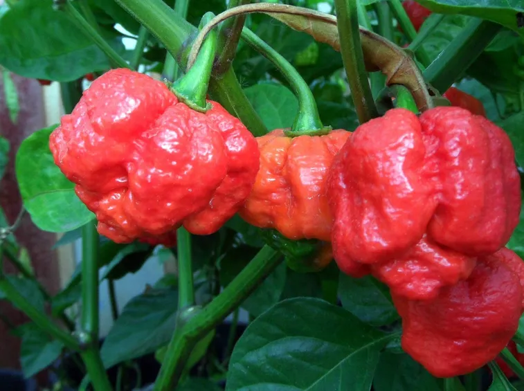 Trinidad Moruga Scorpion