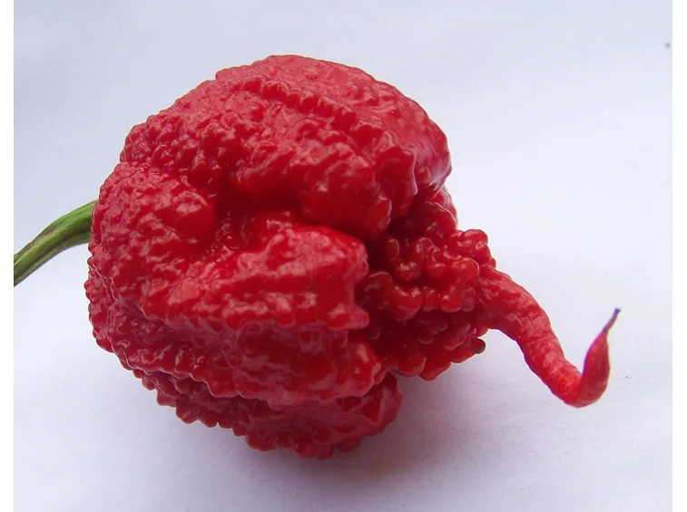 Carolina Reaper Chilli