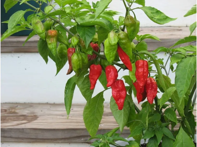 Peperoncino Naga Morich