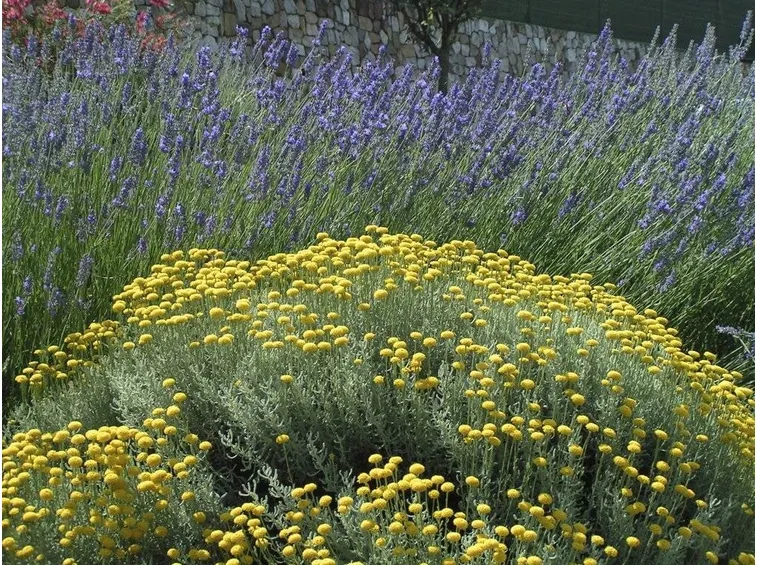 L'assenzio produce fiori gialli
