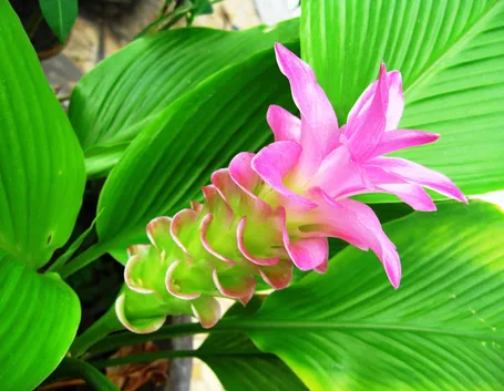 Fiore pianta Curcuma