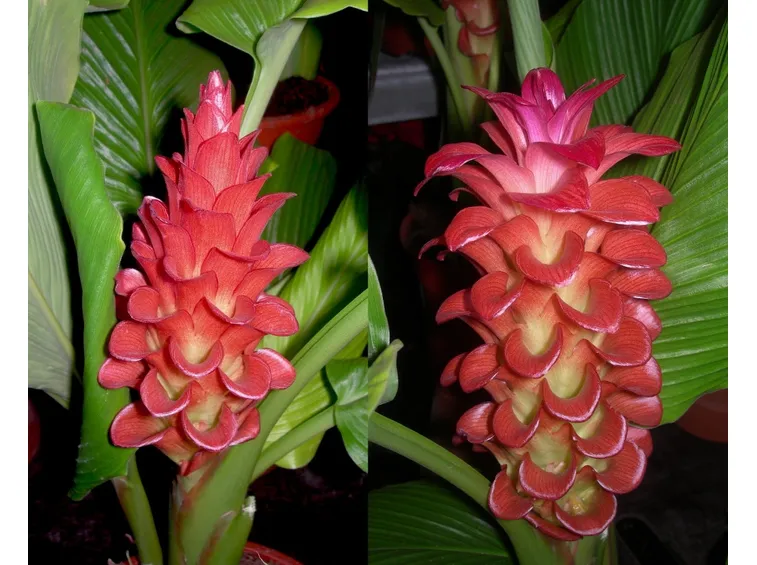 Infiorescenze pianta curcuma
