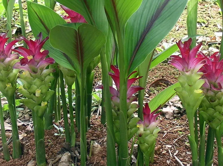 Piante Curcuma