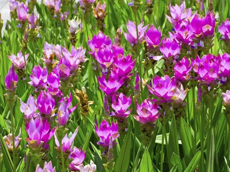 Radici Curcuma
