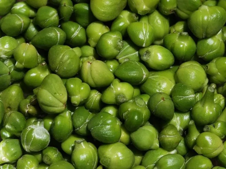 Capperi appena raccolti