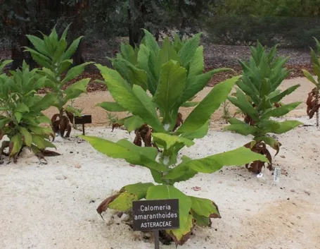 Plectranthus pianta