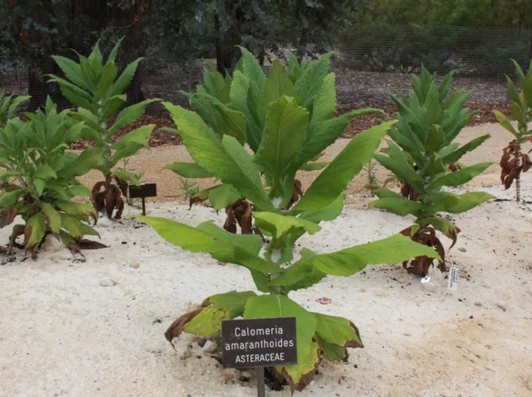 Plectranthus pianta