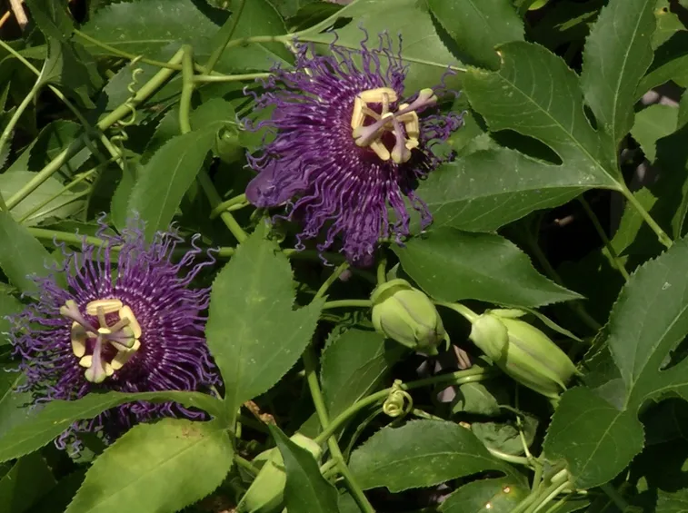 Fiori incenso