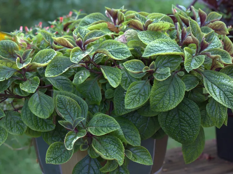 Pianta aromatica