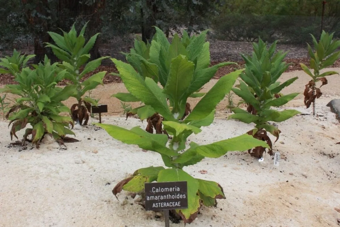 Plectranthus pianta