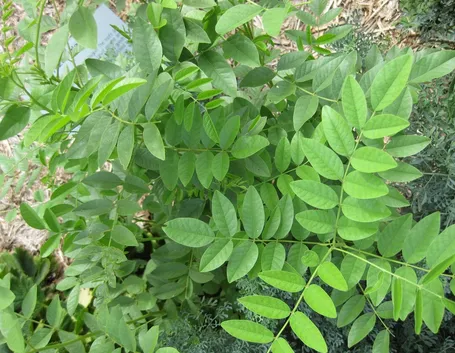 Pianta della liquirizia
