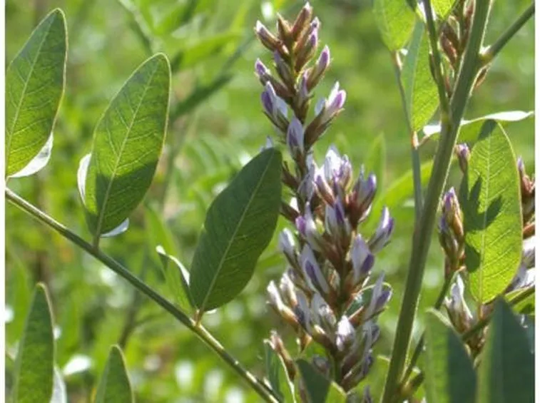 Fiore della pianta di liquirizia