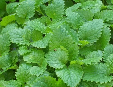 Pianta della melissa