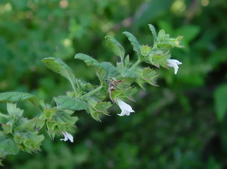 Pianta della melissa