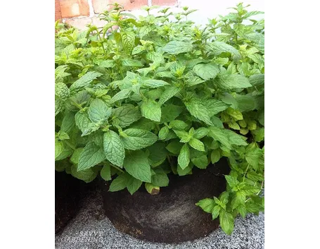 Menta in vaso