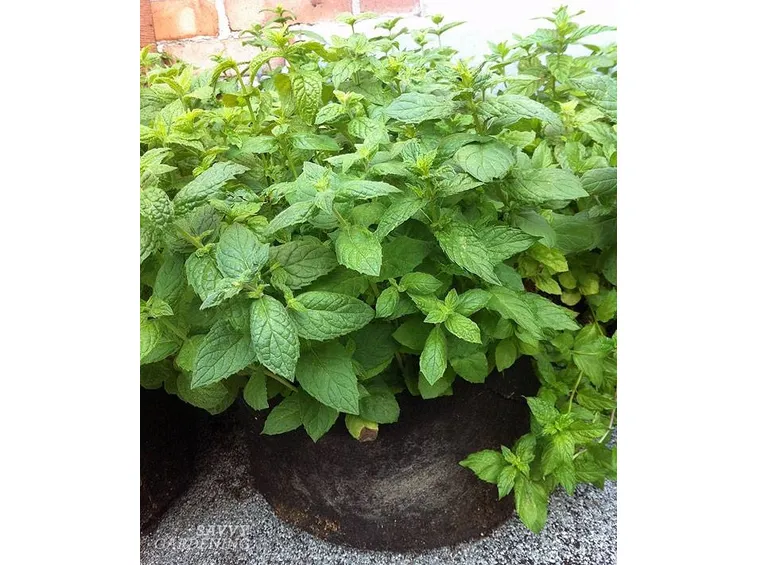 Menta in vaso