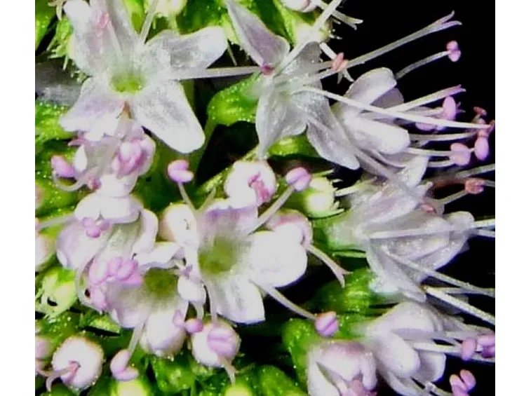 Menta in fiore