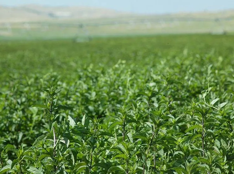 Campo di Mentha Piperita