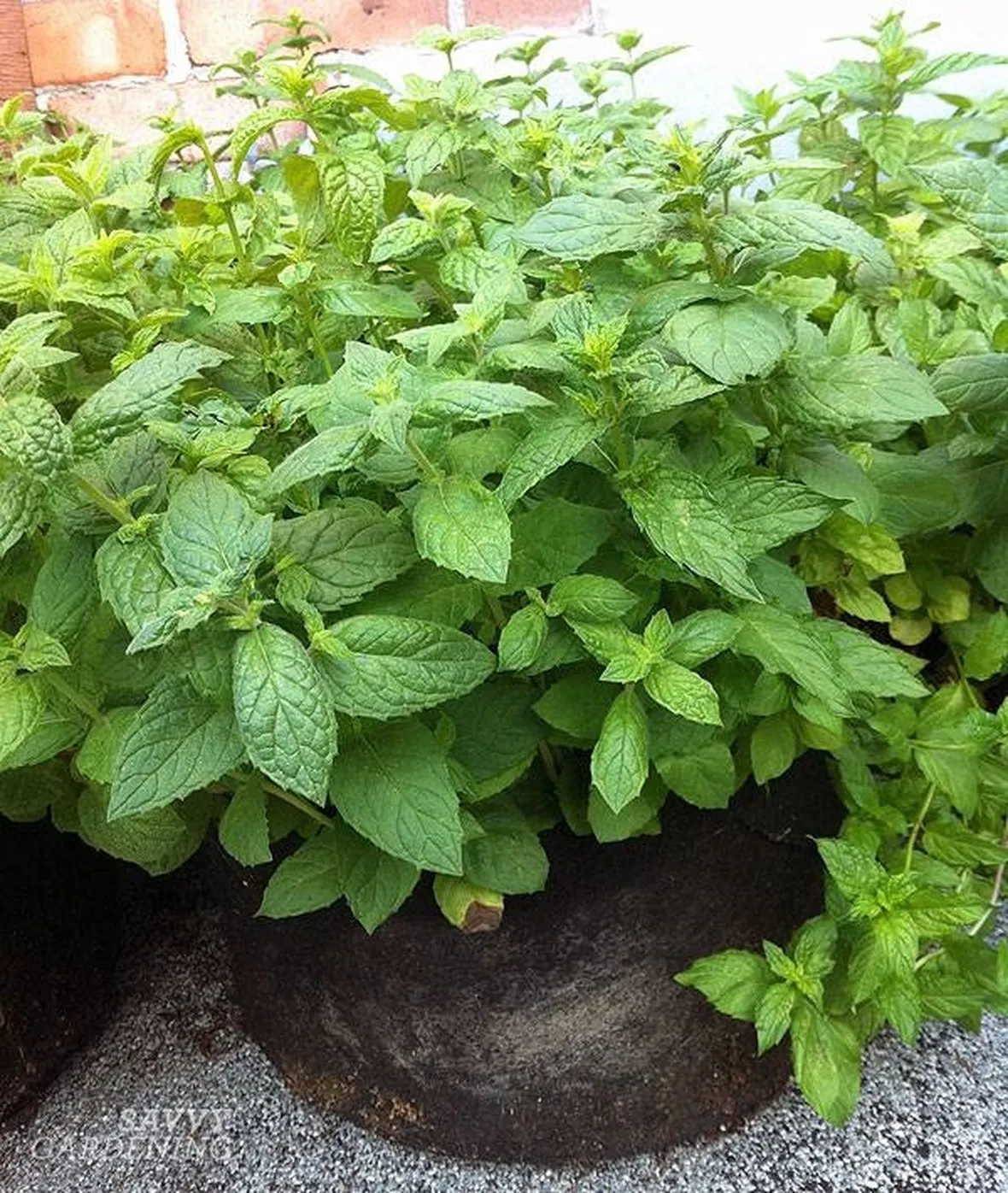 Menta in vaso