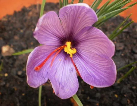 Fiore di zafferano