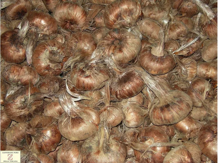 Bulbi di zafferano