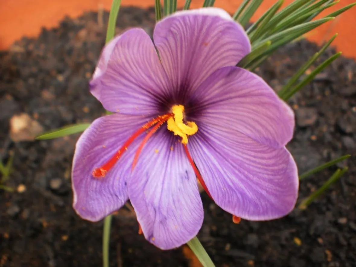 Fiore di zafferano