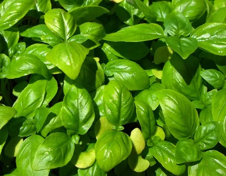 Varietà di basilico