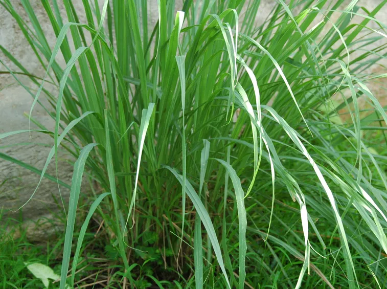 Piante di citronella