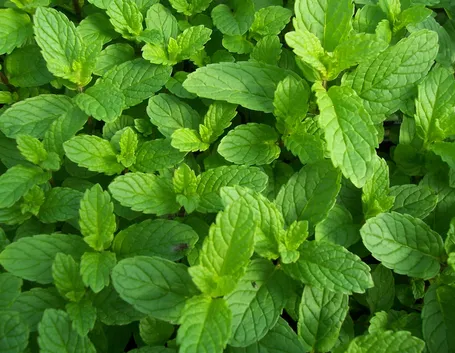 Particolare delle foglie di menta piperita