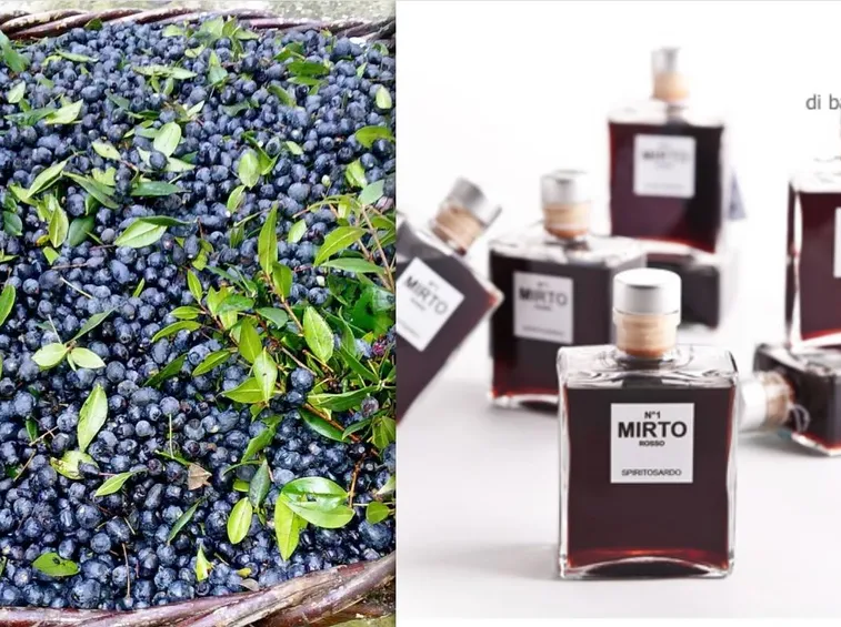 Mirto sardo
