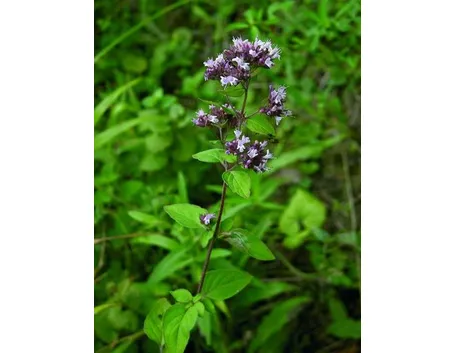 L’origano e il suo fiore