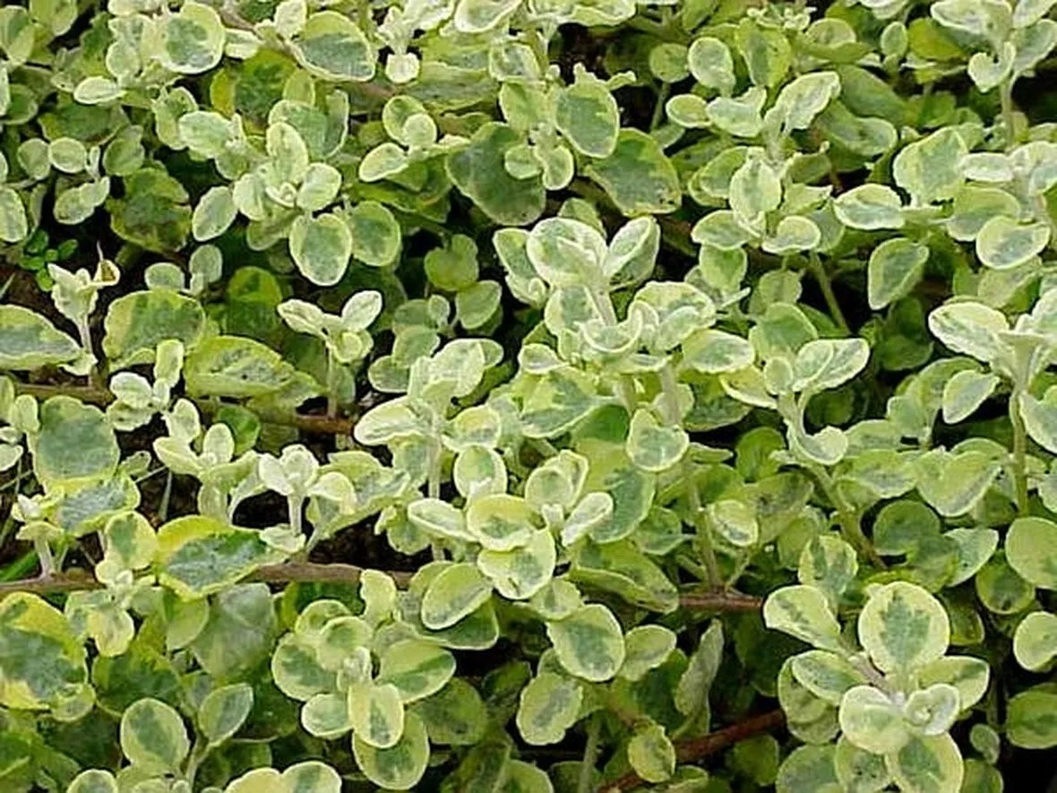 Pianta liquirizia