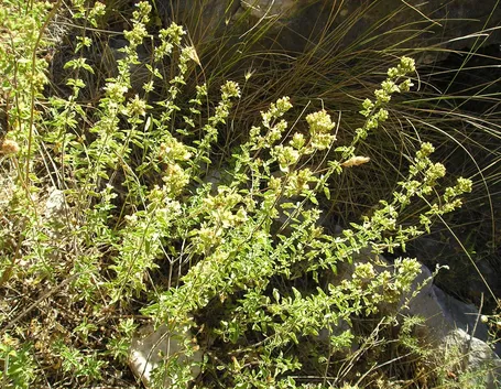 Pianta cespugliosa di origano