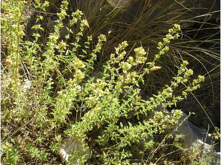 Pianta cespugliosa di origano