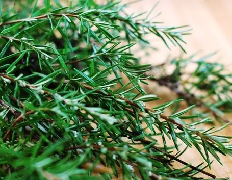 Diverse varietà di piante di rosmarino
