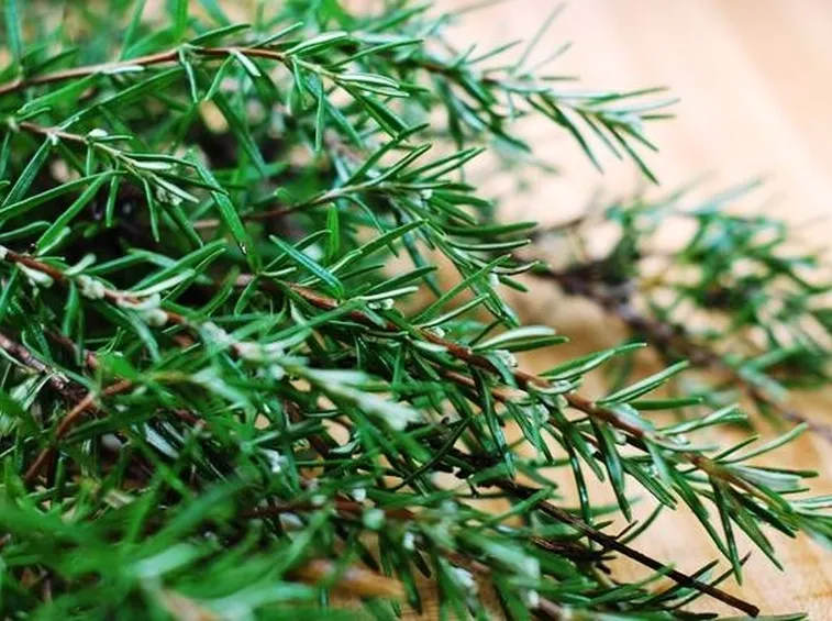 Diverse varietà di piante di rosmarino