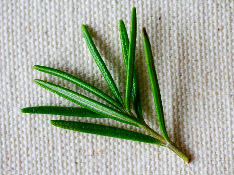 Pianta di rosmarino