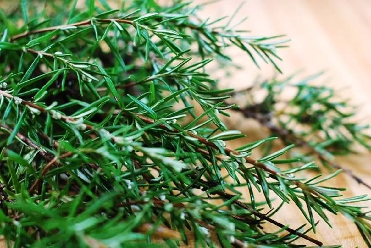 Diverse varietà di piante di rosmarino