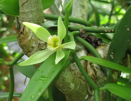 pianta di vaniglia