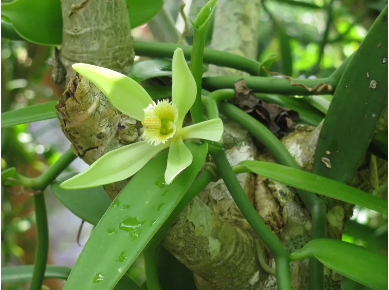 pianta di vaniglia