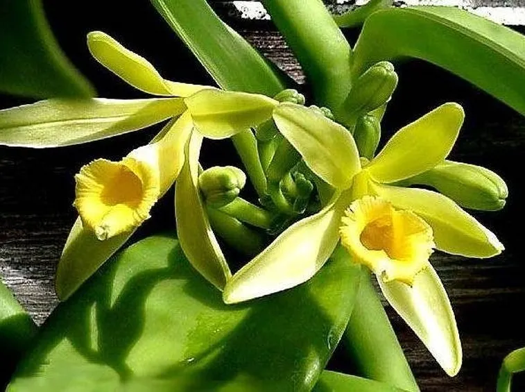 Fiore di vaniglia