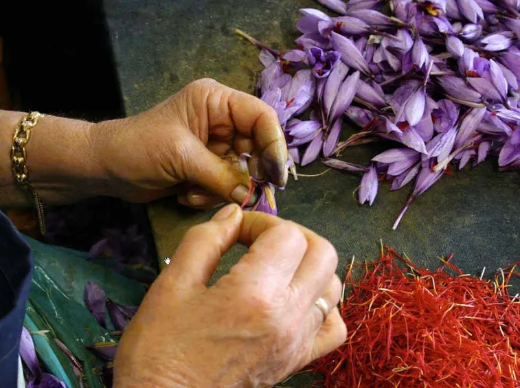 Lavorazione manuale dello zafferano