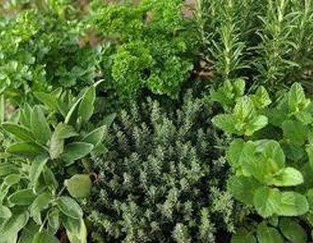 Principali piante aromatiche