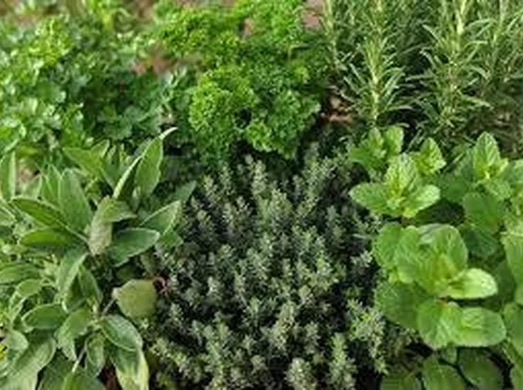 Principali piante aromatiche
