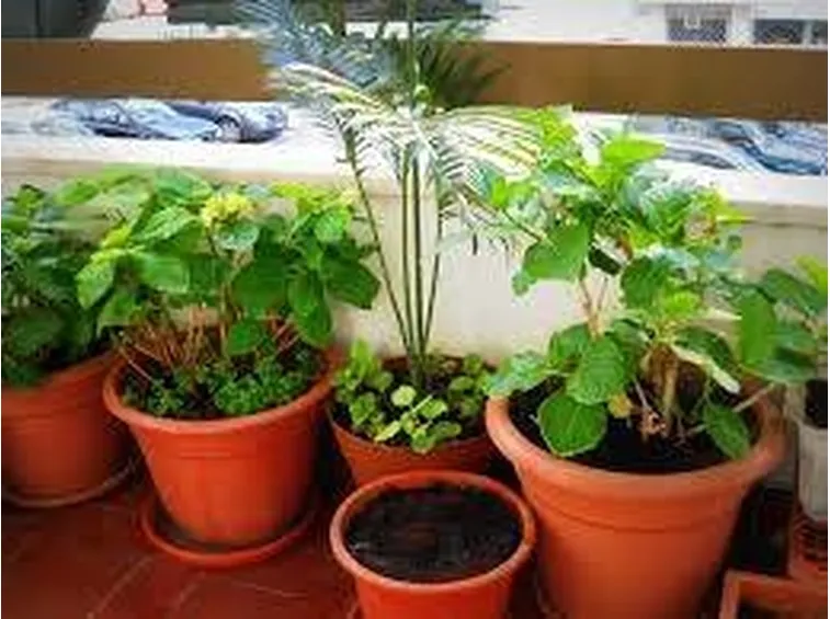 Aromatiche in balcone