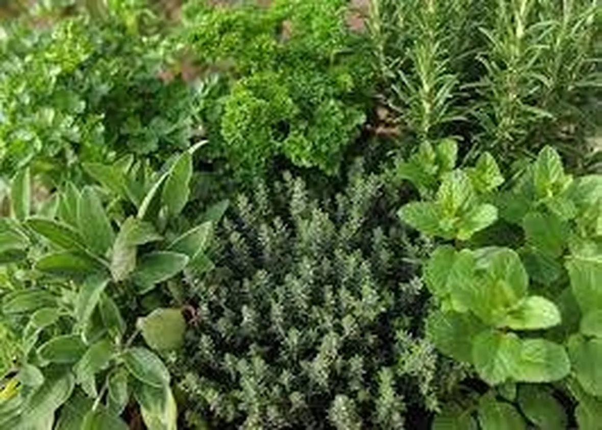 Principali piante aromatiche
